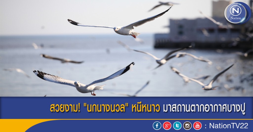 สวยงาม! "นกนางนวล" หนีหนาว มาสถานตากอากาศบางปู สวยงาม! "นกนางนวล" หนีหนาว มาสถานตากอากาศบางปู