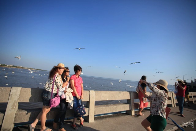 สวยงาม! "นกนางนวล" หนีหนาว มาสถานตากอากาศบางปู