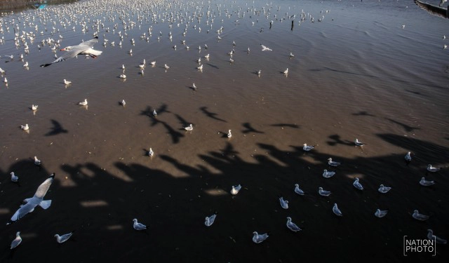 สวยงาม! "นกนางนวล" หนีหนาว มาสถานตากอากาศบางปู