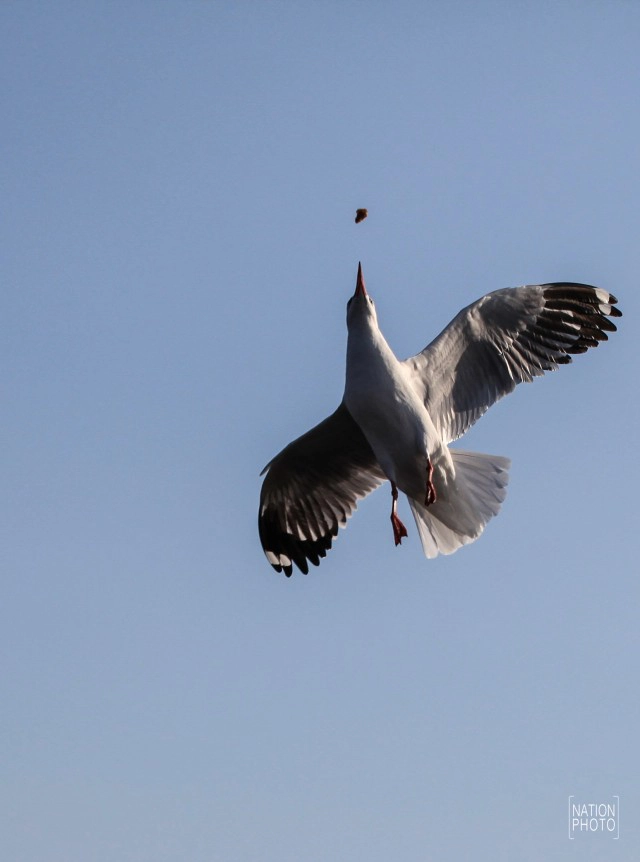 สวยงาม! "นกนางนวล" หนีหนาว มาสถานตากอากาศบางปู