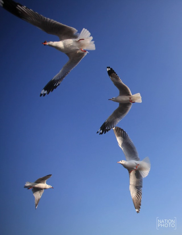 สวยงาม! "นกนางนวล" หนีหนาว มาสถานตากอากาศบางปู