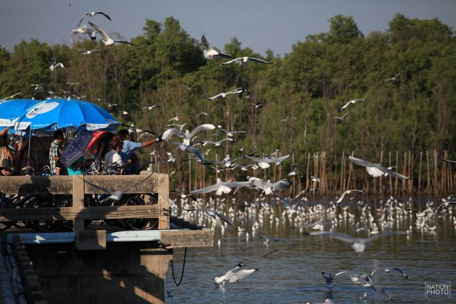สวยงาม! "นกนางนวล" หนีหนาว มาสถานตากอากาศบางปู
