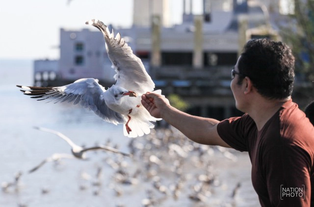 สวยงาม! "นกนางนวล" หนีหนาว มาสถานตากอากาศบางปู