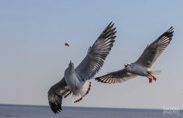 สวยงาม! "นกนางนวล" หนีหนาว มาสถานตากอากาศบางปู