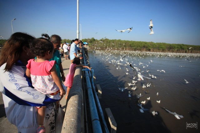 สวยงาม! "นกนางนวล" หนีหนาว มาสถานตากอากาศบางปู