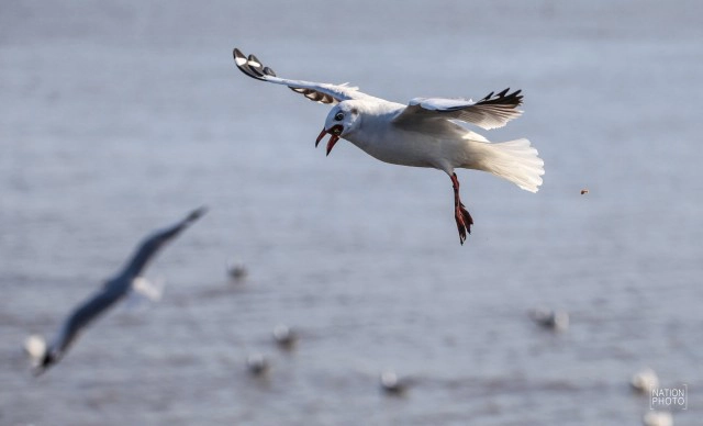 สวยงาม! "นกนางนวล" หนีหนาว มาสถานตากอากาศบางปู