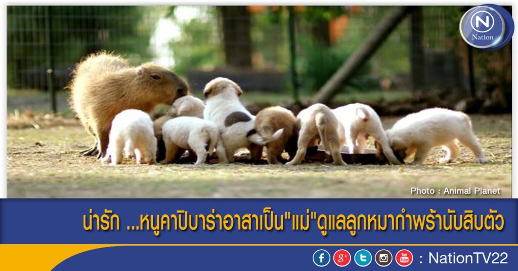 น่ารัก ...หนูคาปิบาร่าอาสาเป็น"แม่"ดูแลลูกหมากำพร้านับสิบตัว น่ารัก ...หนูคาปิบาร่าอาสาเป็น"แม่"ดูแลลูกหมากำพร้านับสิบตัว