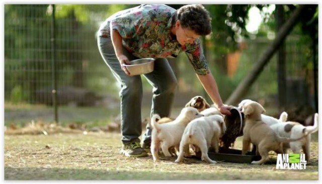 น่ารัก ...หนูคาปิบาร่าอาสาเป็น"แม่"ดูแลลูกหมากำพร้านับสิบตัว