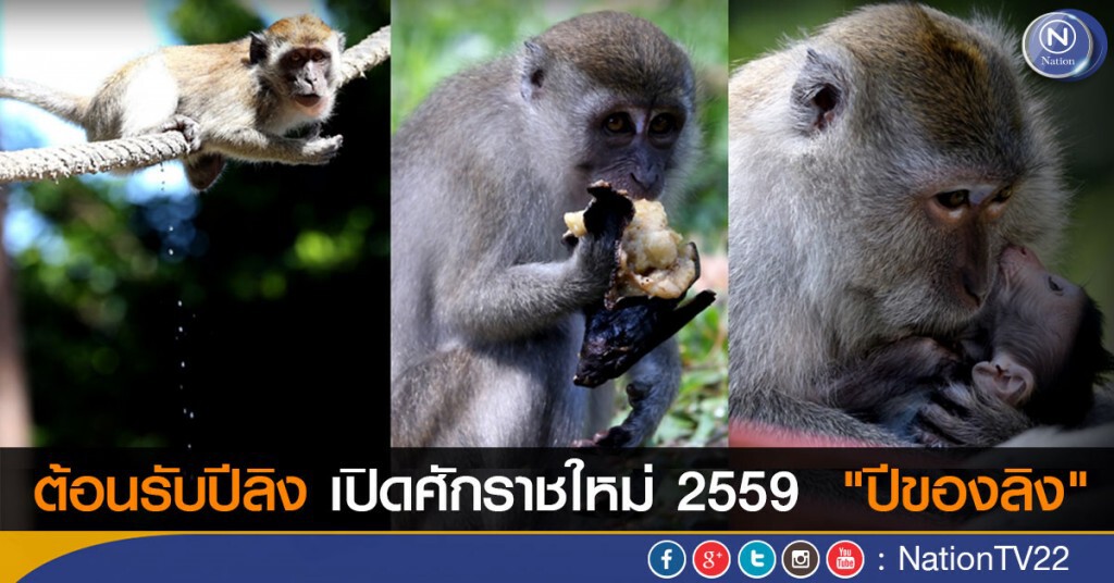 ต้อนรับปีลิง เปิดศักราชใหม่ 2559 "ปีของลิง" ต้อนรับปีลิง เปิดศักราชใหม่ 2559 "ปีของลิง"