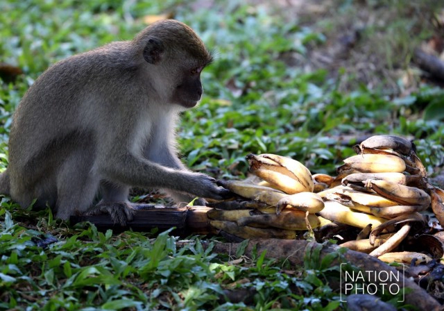 ต้อนรับปีลิง เปิดศักราชใหม่ 2559  "ปีของลิง"