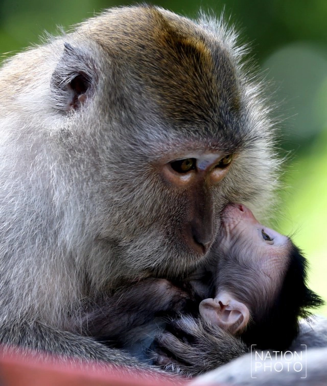 ต้อนรับปีลิง เปิดศักราชใหม่ 2559  "ปีของลิง"