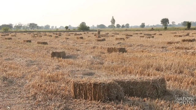 อาชีพอัดฟางขายมาแรง! สร้างรายได้งามช่วงหน้าแล้ง