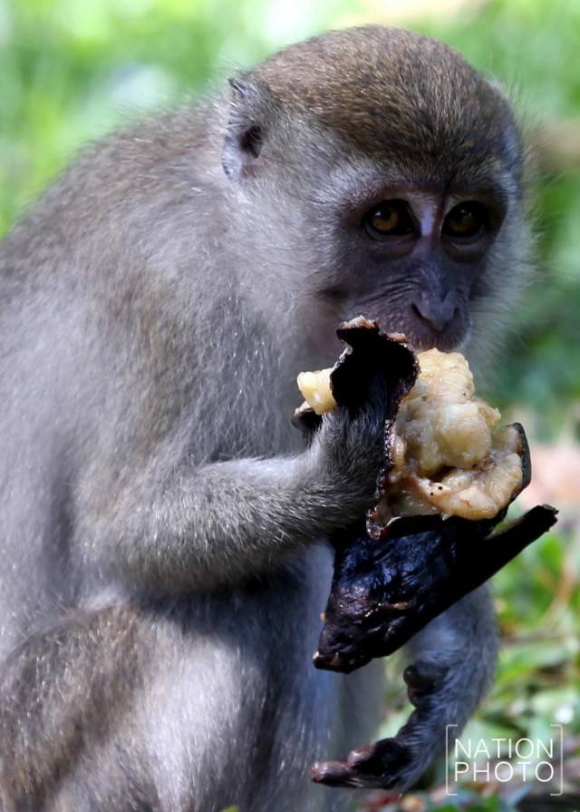 ต้อนรับปีลิง เปิดศักราชใหม่ 2559  "ปีของลิง"