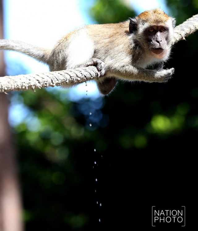 ต้อนรับปีลิง เปิดศักราชใหม่ 2559  "ปีของลิง"