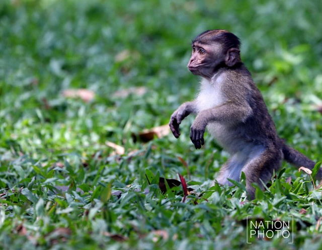 ต้อนรับปีลิง เปิดศักราชใหม่ 2559  "ปีของลิง"