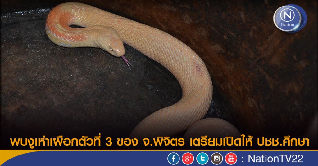 พบงูเห่าเผือกตัวที่ 3 ของ จ.พิจิตร เตรียมเปิดให้ปชช.ศึกษา