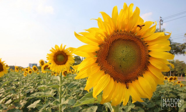 เชื่อไหม? มีทุ่งดอกทานตะวัน ในเมืองกรุง
