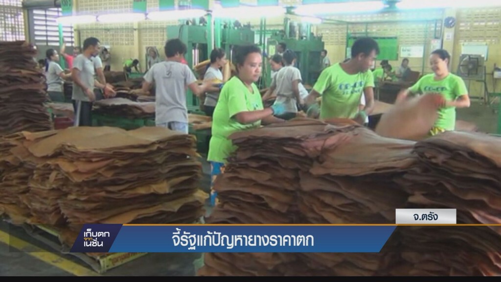 เก็บตกค่ำ - จี้รัฐแก้ปัญหาราคายางตก