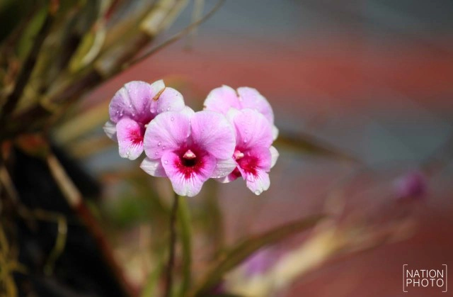 สวนหมื่นบุปผา" สวนดอกไม้เมืองหนาวใต้สุดแดนสยาม