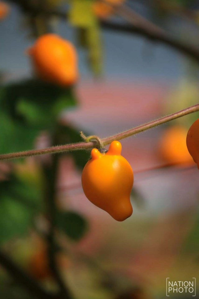 สวนหมื่นบุปผา" สวนดอกไม้เมืองหนาวใต้สุดแดนสยาม