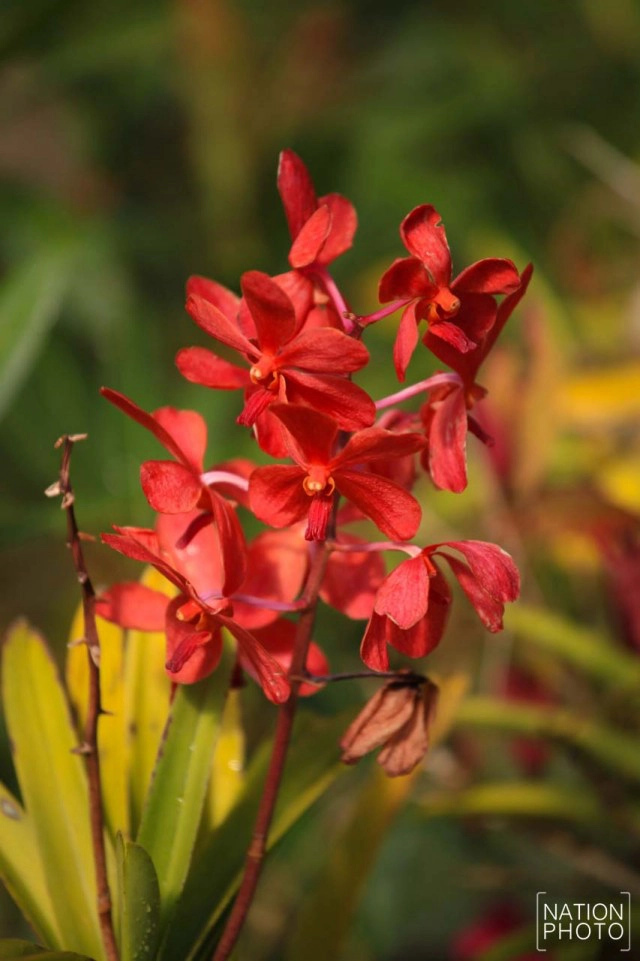 สวนหมื่นบุปผา" สวนดอกไม้เมืองหนาวใต้สุดแดนสยาม