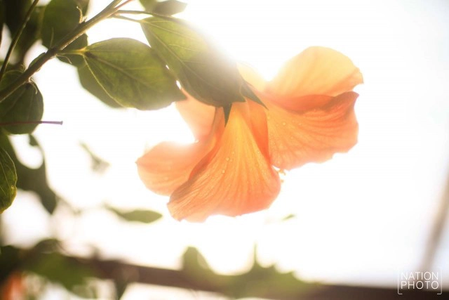 สวนหมื่นบุปผา" สวนดอกไม้เมืองหนาวใต้สุดแดนสยาม