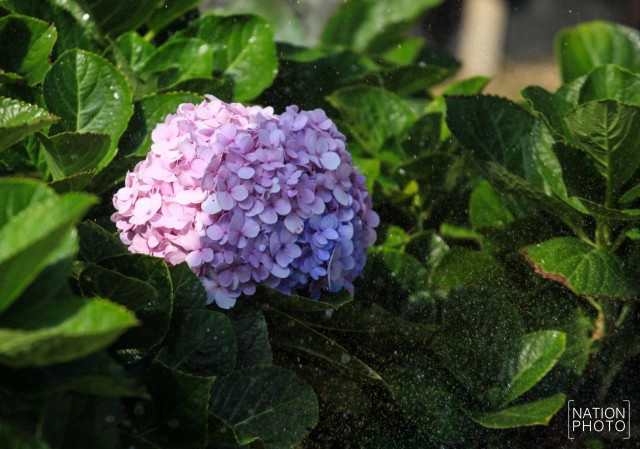 สวนหมื่นบุปผา" สวนดอกไม้เมืองหนาวใต้สุดแดนสยาม