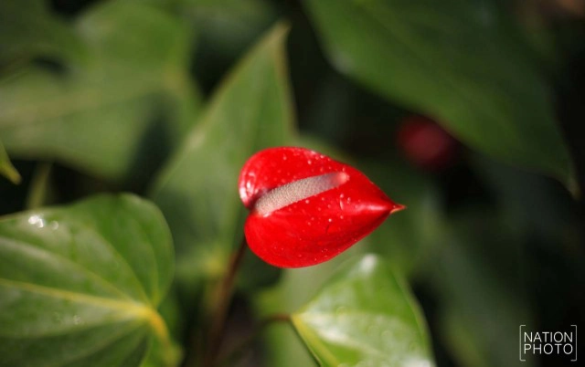 สวนหมื่นบุปผา" สวนดอกไม้เมืองหนาวใต้สุดแดนสยาม