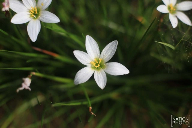 สวนหมื่นบุปผา" สวนดอกไม้เมืองหนาวใต้สุดแดนสยาม