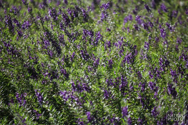 สวนหมื่นบุปผา" สวนดอกไม้เมืองหนาวใต้สุดแดนสยาม