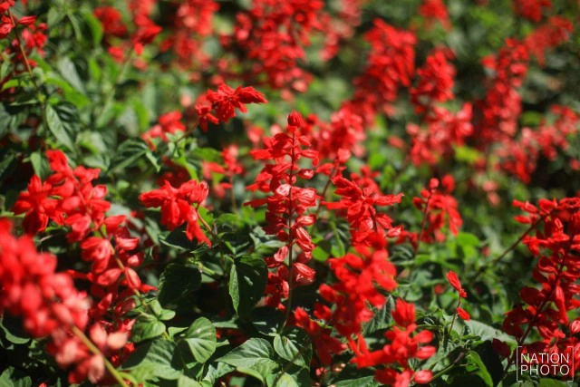 สวนหมื่นบุปผา" สวนดอกไม้เมืองหนาวใต้สุดแดนสยาม