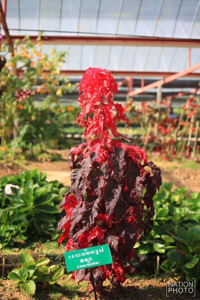 สวนหมื่นบุปผา" สวนดอกไม้เมืองหนาวใต้สุดแดนสยาม