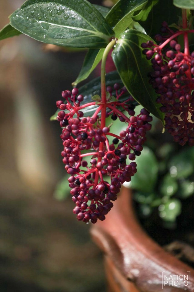 สวนหมื่นบุปผา" สวนดอกไม้เมืองหนาวใต้สุดแดนสยาม