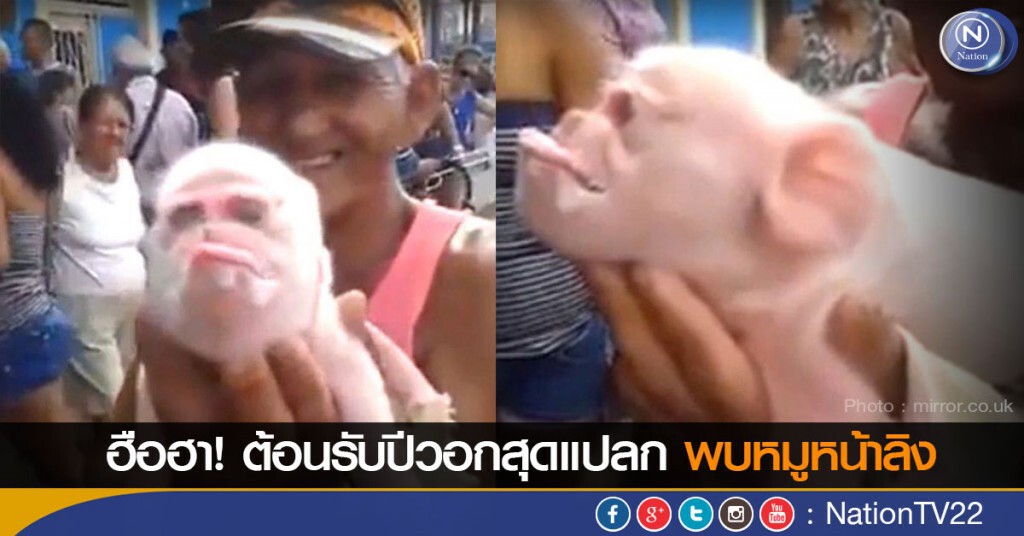 ฮือฮา! ต้อนรับปีวอกสุดแปลก พบหมูหน้าลิง ฮือฮา! ต้อนรับปีวอกสุดแปลก พบหมูหน้าลิง