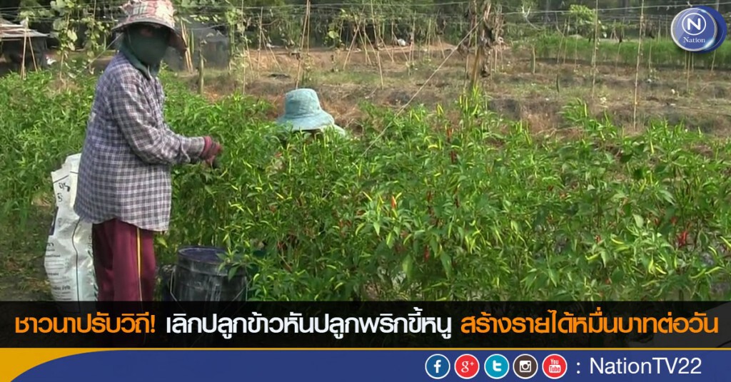 ชาวนาปรับวิถี! เลิกปลูกข้าวหันปลูกพริกขี้หนู สร้างรายได้หมื่นบาทต่อวัน