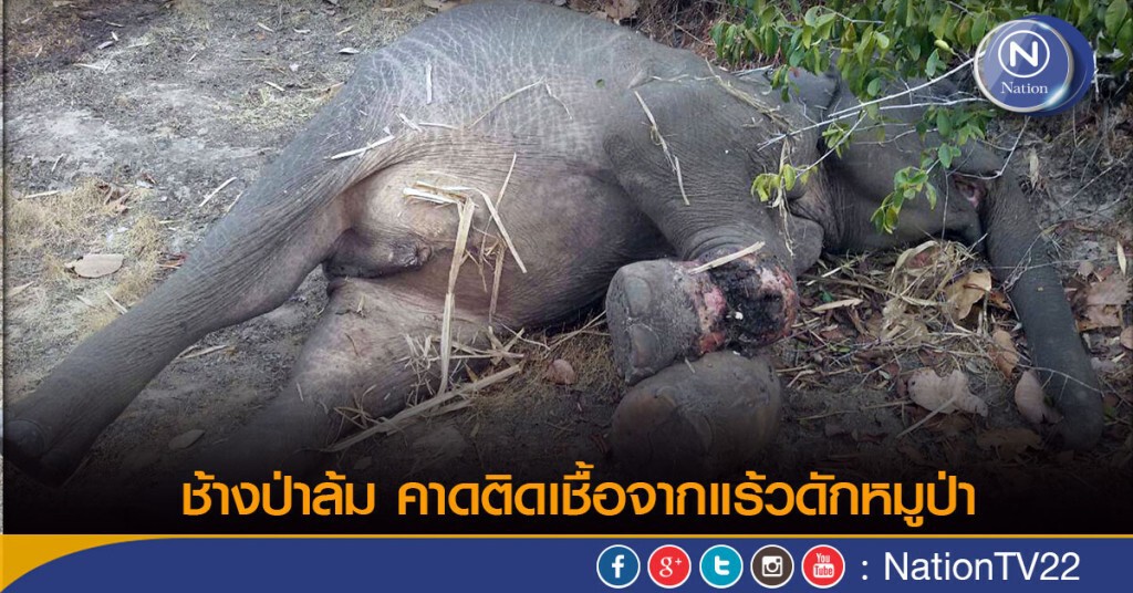 ช้างป่าล้ม คาดติดเชื้อจากแร้วดักหมูป่า