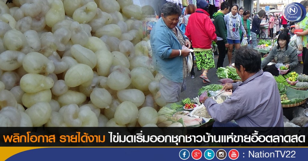 พลิกโอกาส รายได้งาม ไข่มดเริ่มออกชุกชาวบ้านแห่ขายอื้อตลาดสด พลิกโอกาส รายได้งาม ไข่มดเริ่มออกชุกชาวบ้านแห่ขายอื้อตลาดสด
