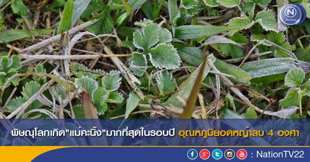 พิษณุโลกเกิด"แม่คะนิ้ง"มากที่สุดในรอบปี อุณหภูมิยอดหญ้าลบ 4 องศา