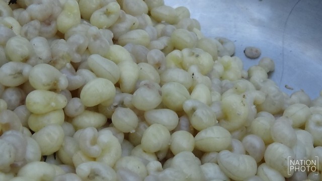 พลิกโอกาส รายได้งาม ไข่มดเริ่มออกชุกชาวบ้านแห่ขายอื้อตลาดสด