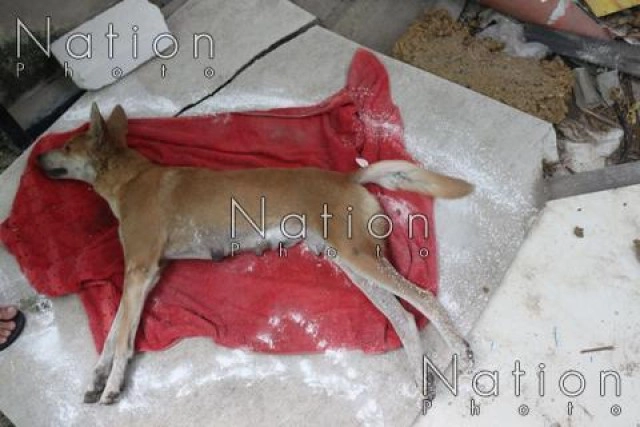 วางยาฆ่าแม่หมาอาการโคม่า ลูก 7 ตัวมาดูดนมตายเรียบ