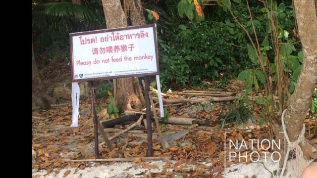 ทำไปได้... นทท.เกาะพีพีให้ลิงป่ากินเบียร์ อ้างไม่รู้ว่าผิด