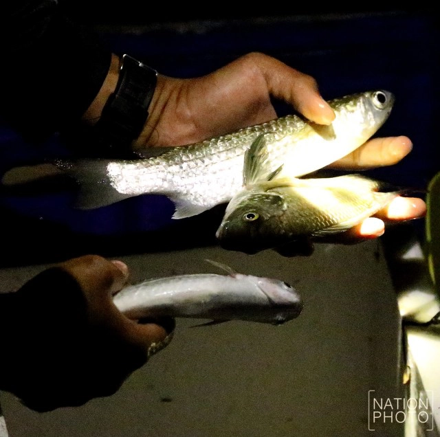 เด็กนราฯสู้ชีวิต พี่วัย13 พาน้องวัย10 หาปลาขายถึงเที่ยงคืน ก่อนไปเรียนตอนเช้า