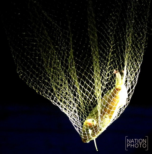 เด็กนราฯสู้ชีวิต พี่วัย13 พาน้องวัย10 หาปลาขายถึงเที่ยงคืน ก่อนไปเรียนตอนเช้า