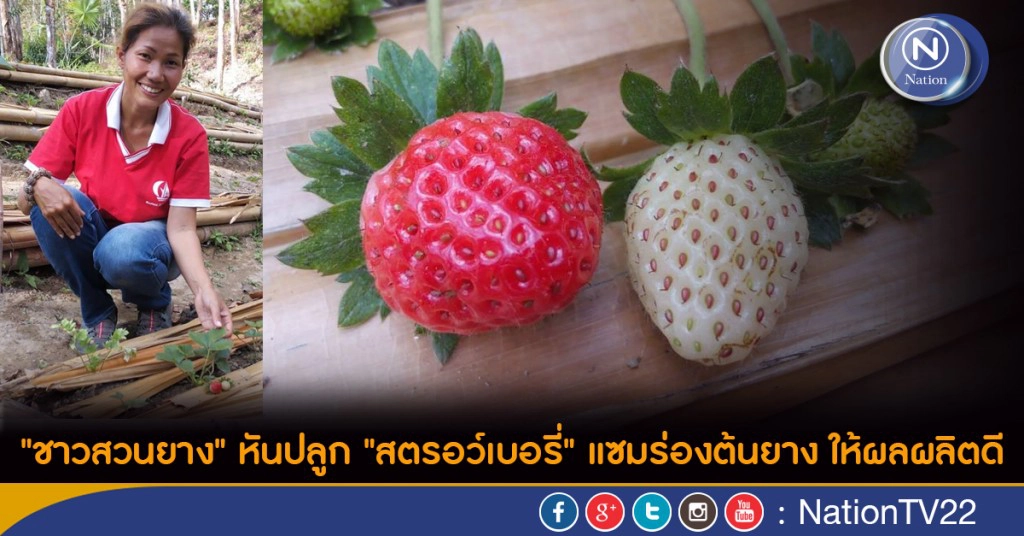 "ชาวสวนยาง" หันปลูก "สตรอว์เบอรี่" แซมร่องต้นยาง ให้ผลผลิตดี