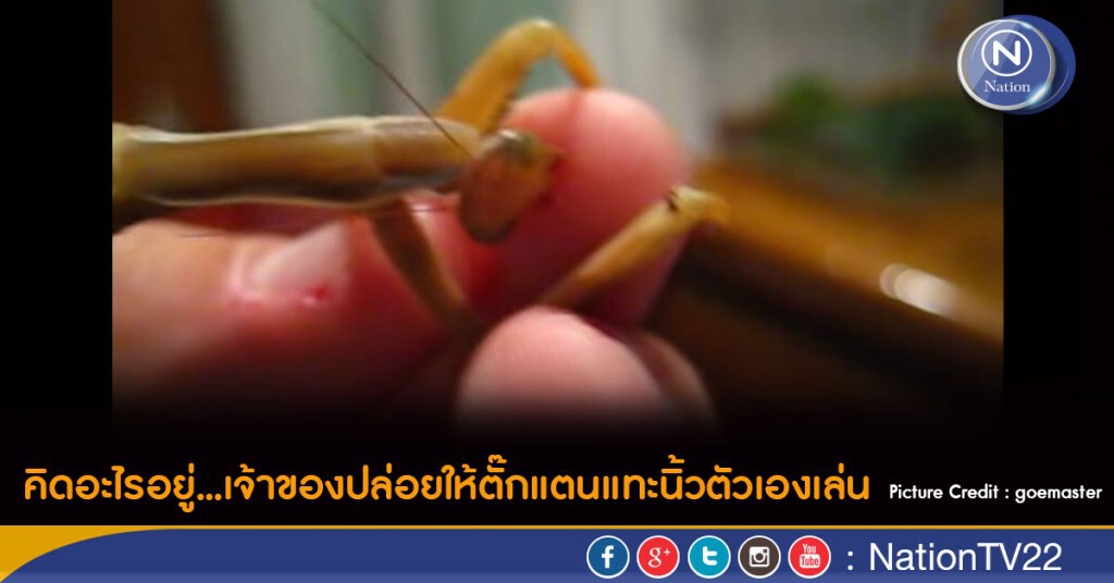 คิดอะไรอยู่...เจ้าของปล่อยให้ตั๊กแตนแทะนิ้วตัวเองเล่น คิดอะไรอยู่...เจ้าของปล่อยให้ตั๊กแตนแทะนิ้วตัวเองเล่น