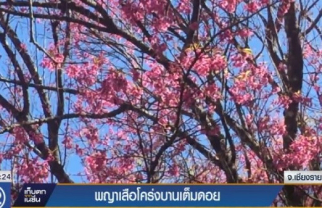 พญาเสือโคร่งบานเต็มดอย พญาเสือโคร่งบานเต็มดอย