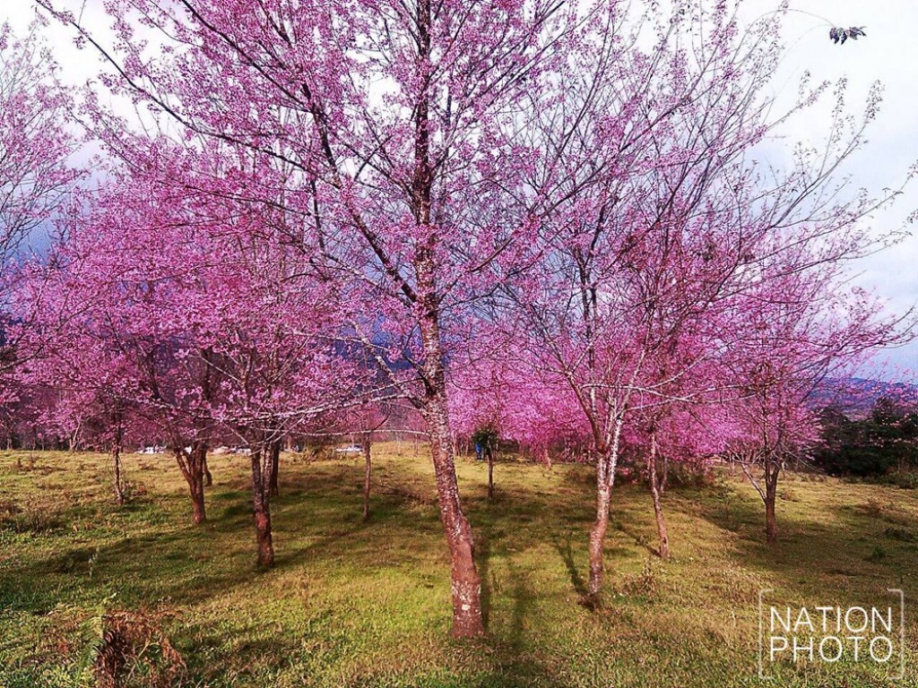 นทท.แห่ชมทุ่งพญาเสือโคร่งบานสะพรั่งสีชมพูที่ภูลมโล