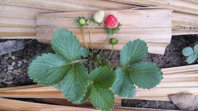 "ชาวสวนยาง" หันปลูก "สตรอว์เบอรี่" แซมร่องต้นยาง ให้ผลผลิตดี