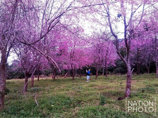 นทท.แห่ชมทุ่งพญาเสือโคร่งบานสะพรั่งสีชมพูที่ภูลมโล