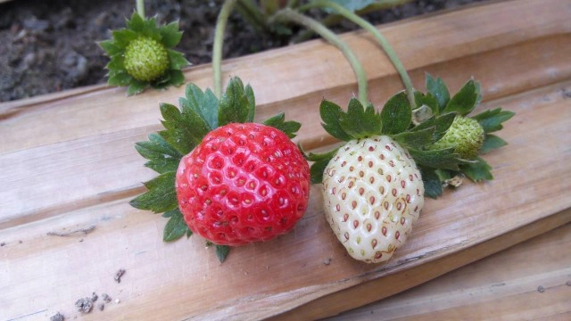 "ชาวสวนยาง" หันปลูก "สตรอว์เบอรี่" แซมร่องต้นยาง ให้ผลผลิตดี